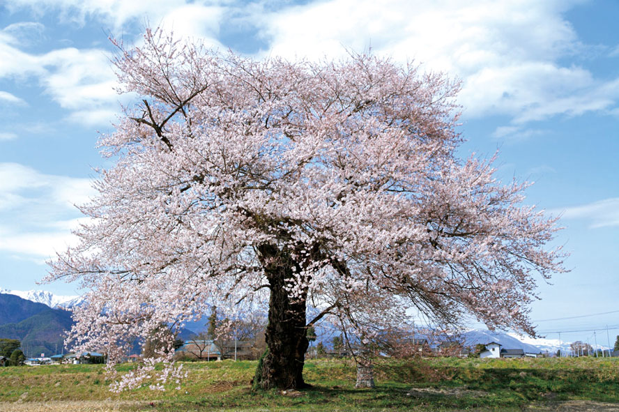 須沼の一本桜／長野県大町市常盤須沼
