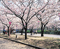 毛馬桜之宮公園桜並木