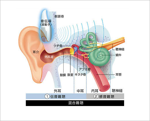 耳の図解